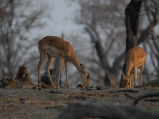 Botswana