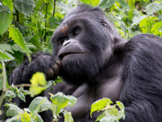 Congo DRC