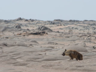 Skeleton Coast – Brown Hyena